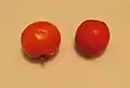 S. californica fruits (left) are apple-shaped while those of S.&nbsp;aucuparia (right) are conical at the stem end.
