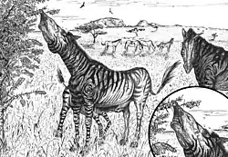Life restoration of the equine Hippidion