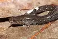 A brown salamander