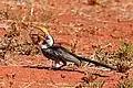 Tossing small food item for swallowing, Tswalu
