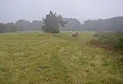 Southorpe Meadow