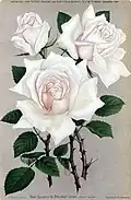 Souvenir du Président Carnot' (1894)