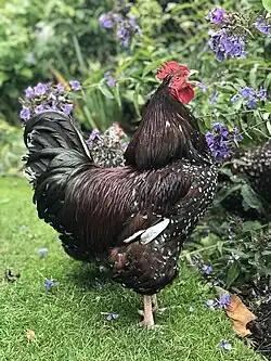Speckled cock crowing