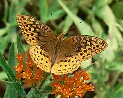 A brown and yellow butterfly alights on orange flowers.