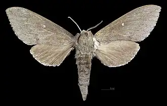 Sphingulus mus ♀