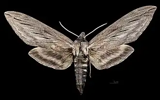 Sphinx chersis ♀