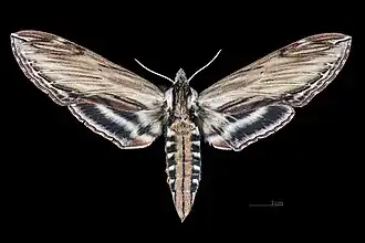 Female dorsal