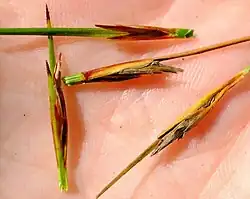 Inflorescences