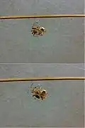 The victor begins to wrap its victim in silk. Spinnerets are visible