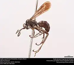 Species specimen