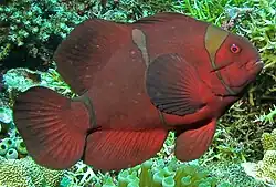 Photo of species