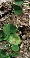 Passiflora actnia shoot at the type locality, mined leaf marked with an asterisk