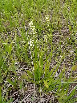 plant form