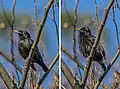 Mating display of raising feathers