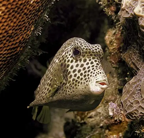 Image 8 Spotted trunkfish Photograph credit: Betty Wills The spotted trunkfish (Lactophrys bicaudalis) is a species of ray-finned fish in the family Ostraciidae, native to the Caribbean Sea and parts of the western Atlantic Ocean. Members of this family are known as boxfishes because they have a hard outer covering consisting of hexagonal, plate-like scales fused together into a solid, triangular or box-like carapace. Because of this casing, the body of the spotted trunkfish is not flexible, and locomotion is normally limited to slow movements performed by rippling its dorsal and anal fins and gently beating its pectoral fins. If faster motion is required, it can additionally use its caudal fin for propulsion. This spotted trunkfish was photographed at a depth of about 40&nbsp;ft (12&nbsp;m) at Bari Reef, Bonaire. More selected pictures