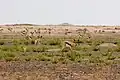 Springbok