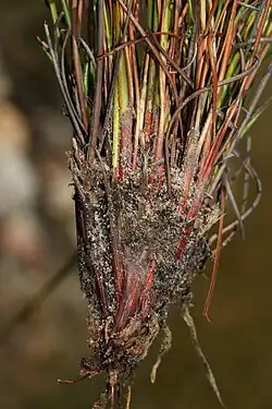 Base of culms