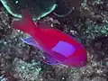 Male Pseudanthias pleurotaenia at Lembeh Sulawesi, 2018