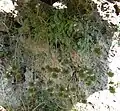 Whorls of spinescent calyx lobes