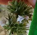 Spinescent calyx lobes, maturing