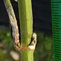 White surface mostly or fully lost at maturity