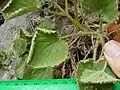 Leaves and stalks from above