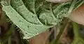 Hairs under leaf