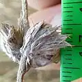 Mature calyxes not spinescent or recurving out