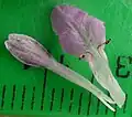 Flower parts