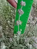 Example with 3 whorls, normally about 1-2, and a stem branch