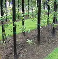 Photo of the standard fruit tree form