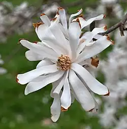 'Royal Star'