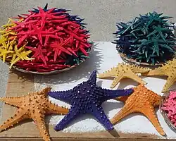 Dried Pentaceraster for sale in Philippines.