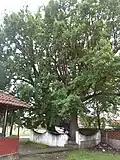 Old oaks.
