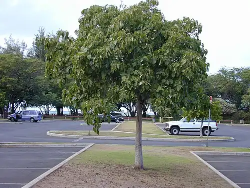 Mature tree used for landscaping