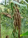 Seedpods in Maui