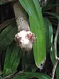 Aerial root