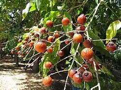 "fruit and foliage"