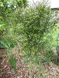 Habit