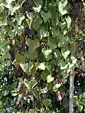 Aristolochia littoralis habit