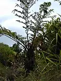 Growing in Makawao, Maui, Hawaiʻi