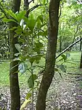Stem and leaves