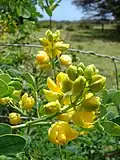 Budding flowers