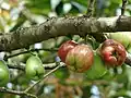 fruit of Syzygium malaccense