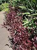 Shrub in Enchanted Floral Gardens of Kula, Maui