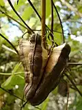 The dehiscent capsules