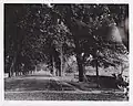 Steiner facing East from railroad towards picnic grounds