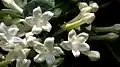 Flower cluster
