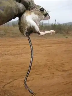 Brown and white long-tailed rat
