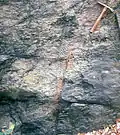 Stigmaria root fossils